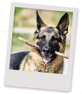 Adopcion de perros y gatos