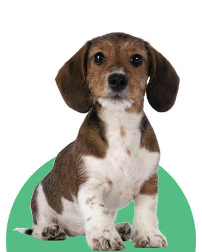 Adopcion de mascotas