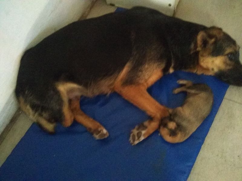 Ley de Maltrato Animal Argentina