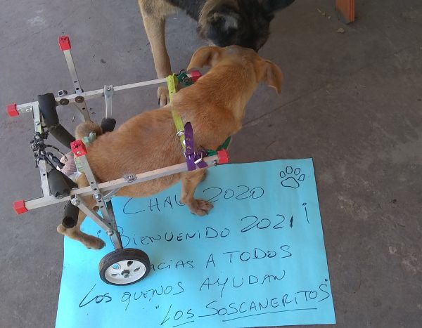 Asociación protectora de animales